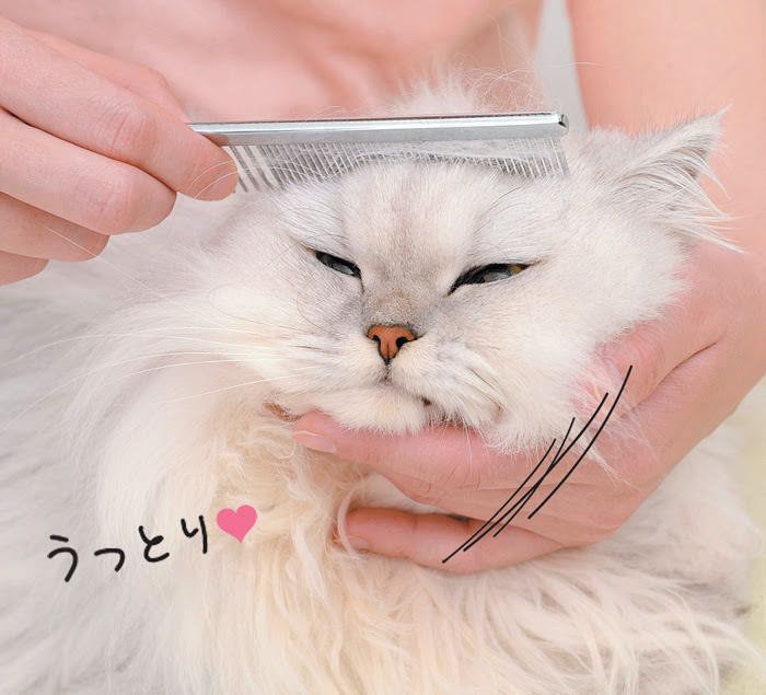 うっとりするブラッシング