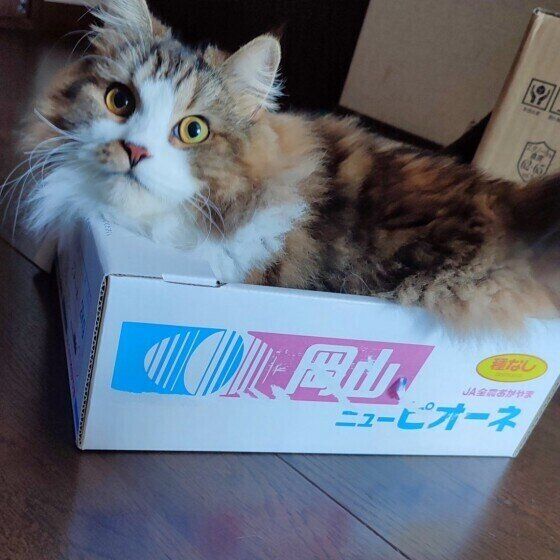 ぶどうの箱に入る絆くん