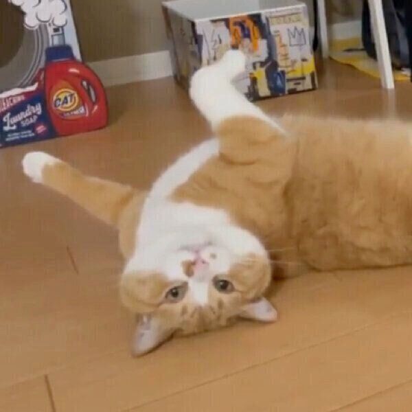 「なぜ僕をナデないのです？」とアピールするさんてくん