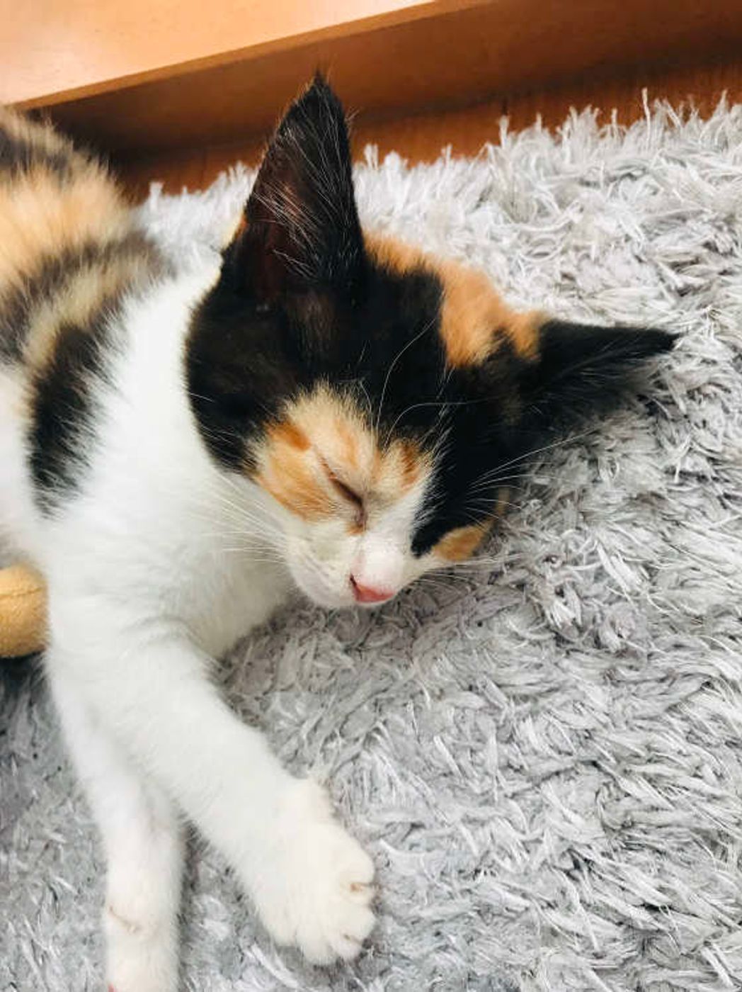 ねこのきもち 猫の柄と色は何種類 誕生の仕組みと柄について徹底分析 ねこのきもちweb Magazine ねこのきもち 猫の柄と色は何種類 誕生の仕組みと柄について徹底分析 ねこのきもちweb Magazine