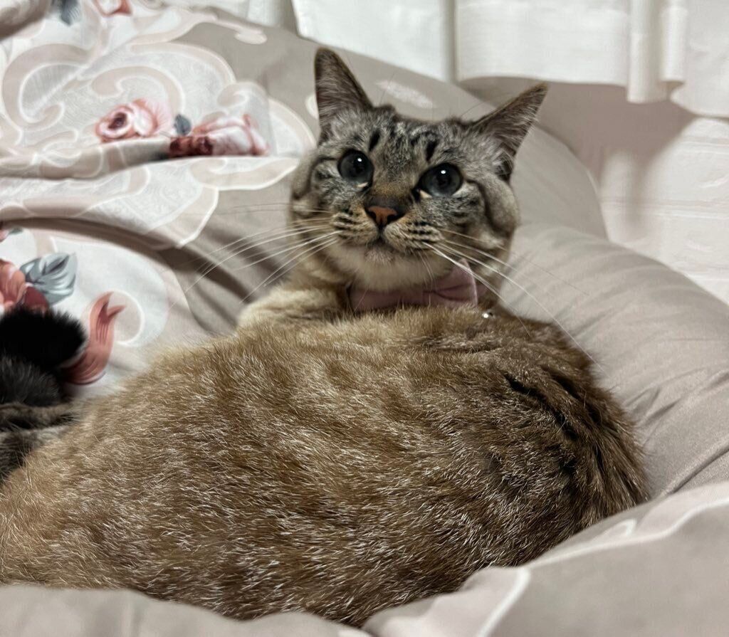 こもも子猫 sddefault.jpg