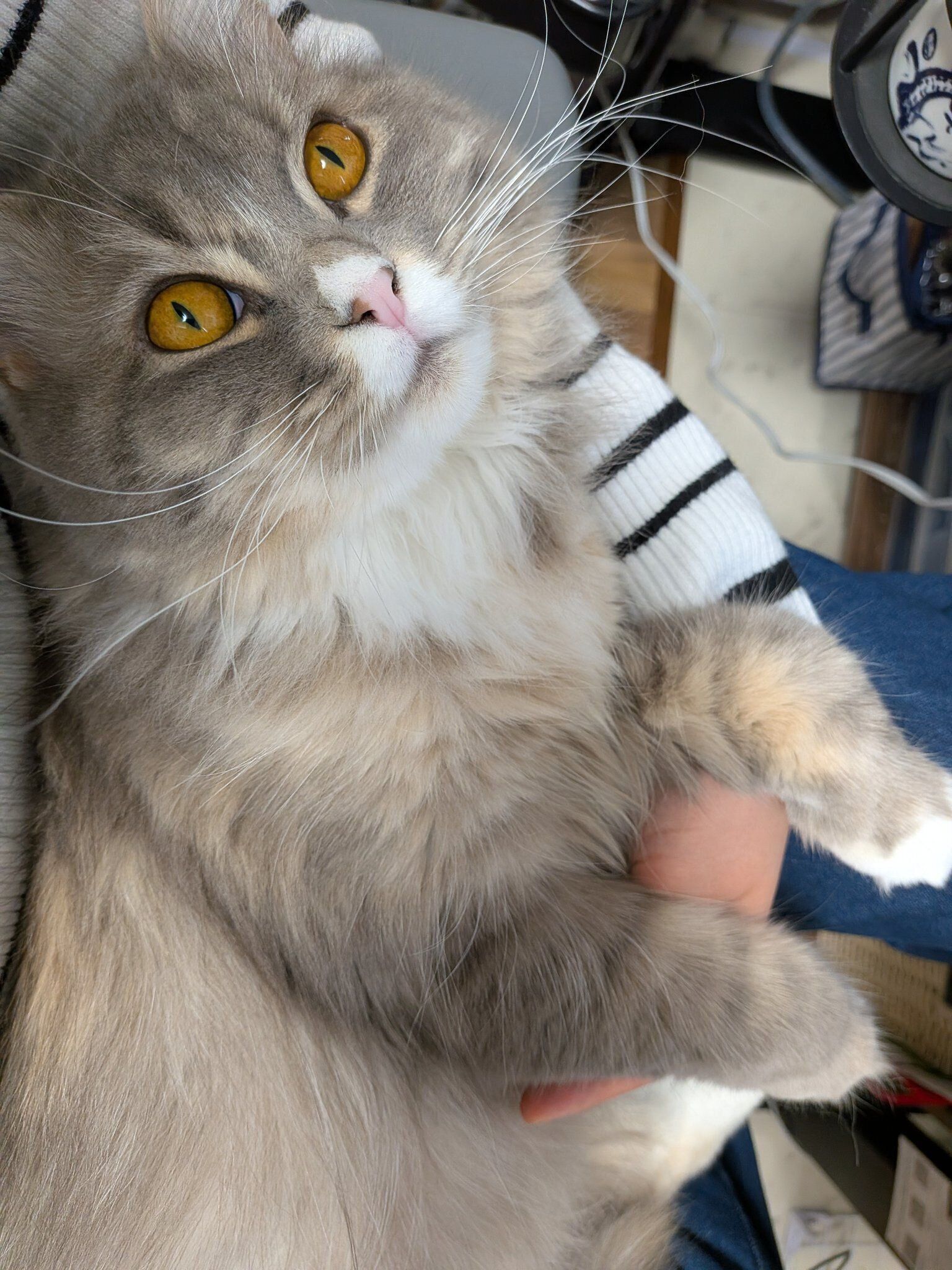 飼い主の膝に乗るサイベリアン