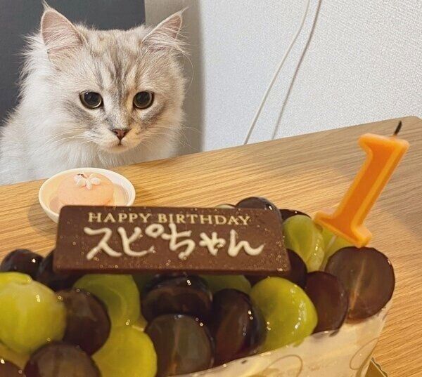 ケーキを前に幸せそうな表情を浮かべるすぴくん