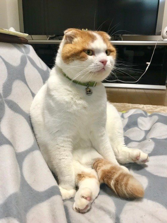 スコティッシュフォールドのまるちゃん