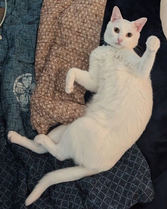 寝転がるもちくん