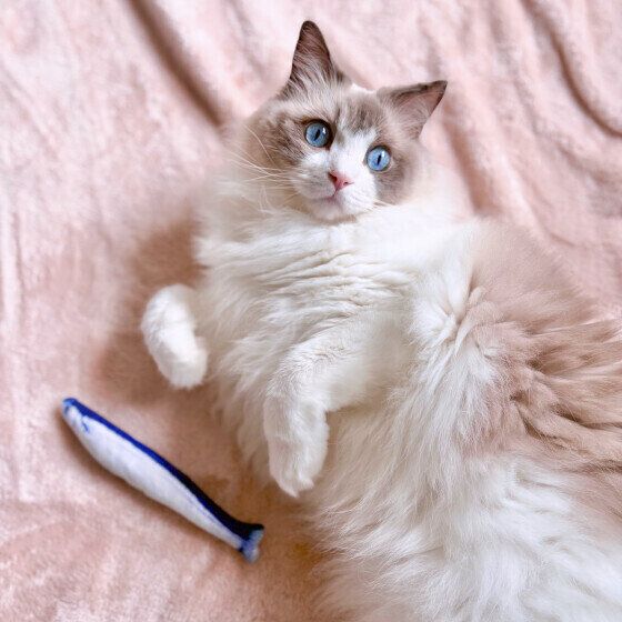 ラグドールのめるもくん