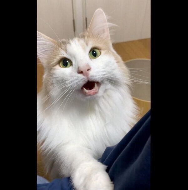 鳴いてアピールするエドくん