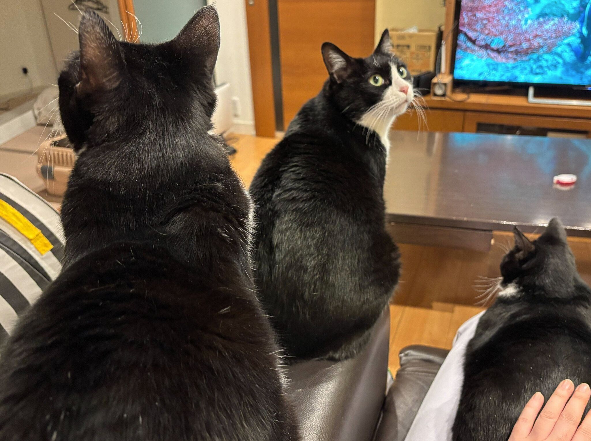 飼い主さんのそばに集まる3匹