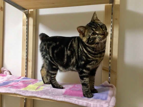 ジャーキーをおねだりするアメリカンショートヘア