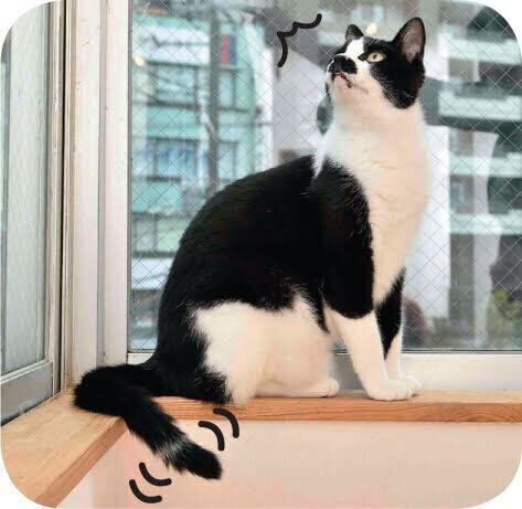 しっぽの先を振る猫