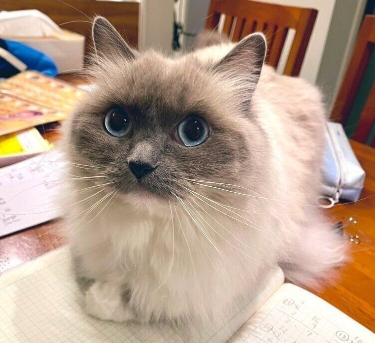 勉強の邪魔をするおもちちゃん