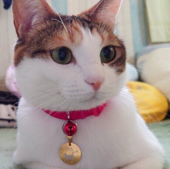 MIXミケのりんちゃん