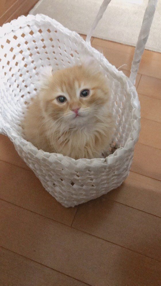白いカゴに入る茶色の子猫