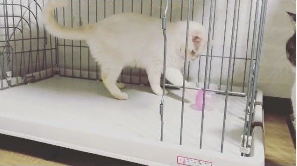 ボール大好きニャンコ