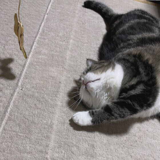 ブリティッシュ＆ペルシャの大福くん