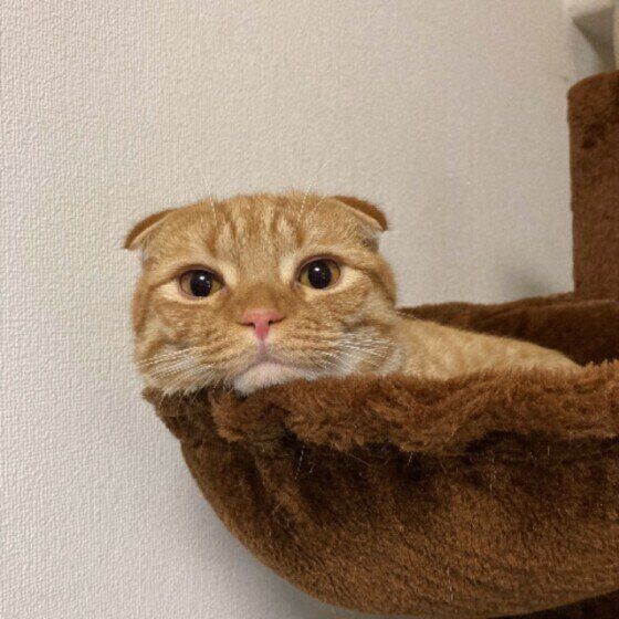 見つめるマンチカン