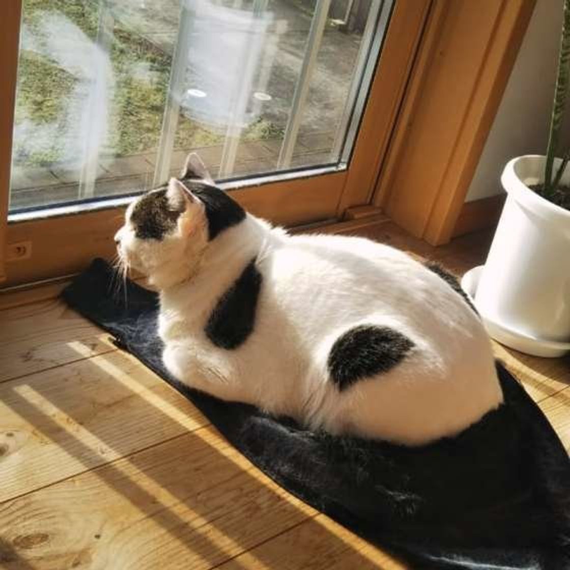 猫 と パンダ は似ていた 意外と多い共通点とは ねこのきもちweb Magazine 猫 と パンダ は似ていた 意外と多い共通点とは ねこのきもちweb Magazine
