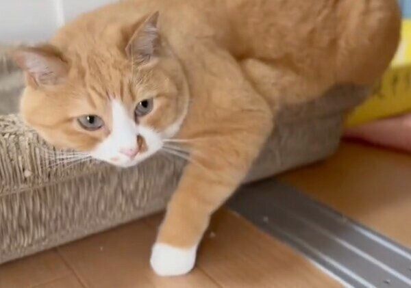 飼い主さんに仕事に行ってほしくない様子のさんてくん