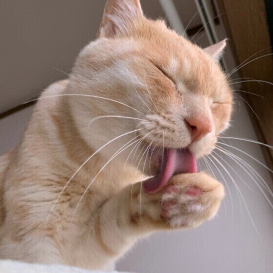 猫独特な行動やしぐさは 単独行動 に所以があった ねこのきもちweb Magazine 猫独特な行動やしぐさは 単独行動 に所以があった ねこのきもちweb Magazine