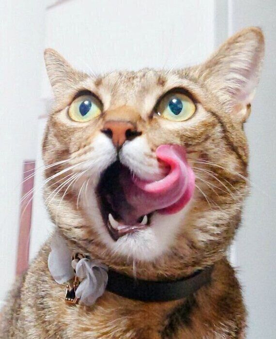 ベロを出すもなちゃん