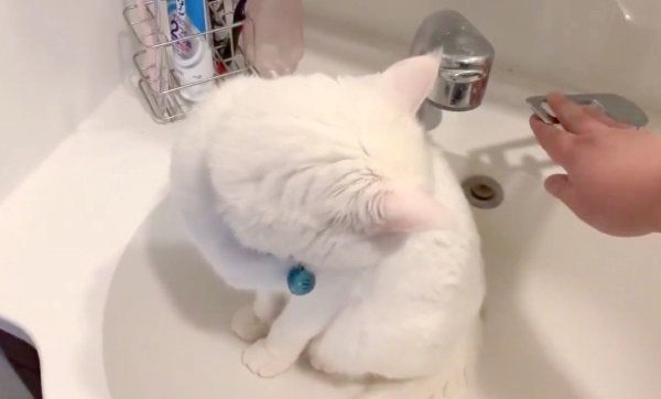 「お水出して」アピールをするハク様