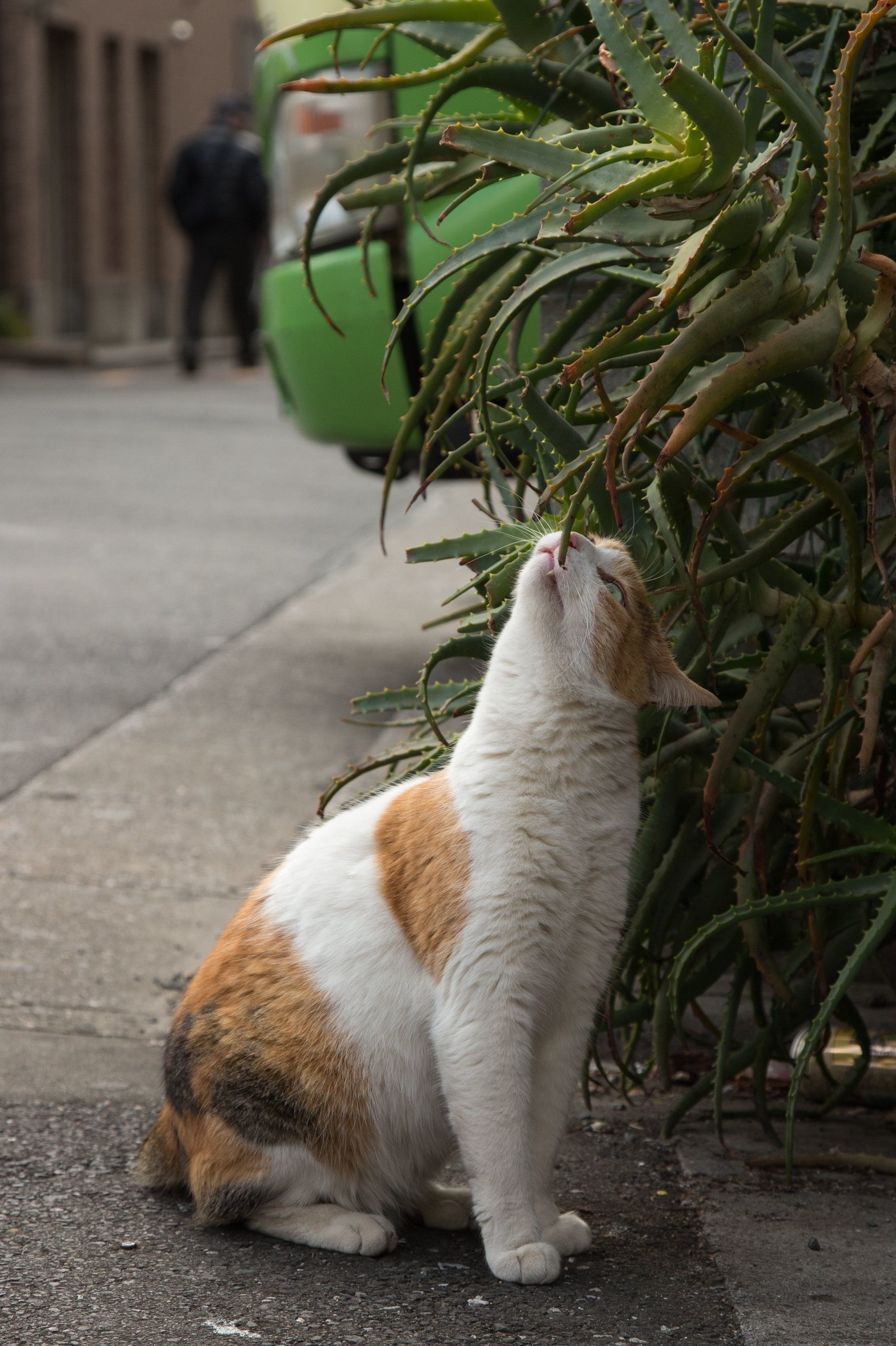くんかくんか。