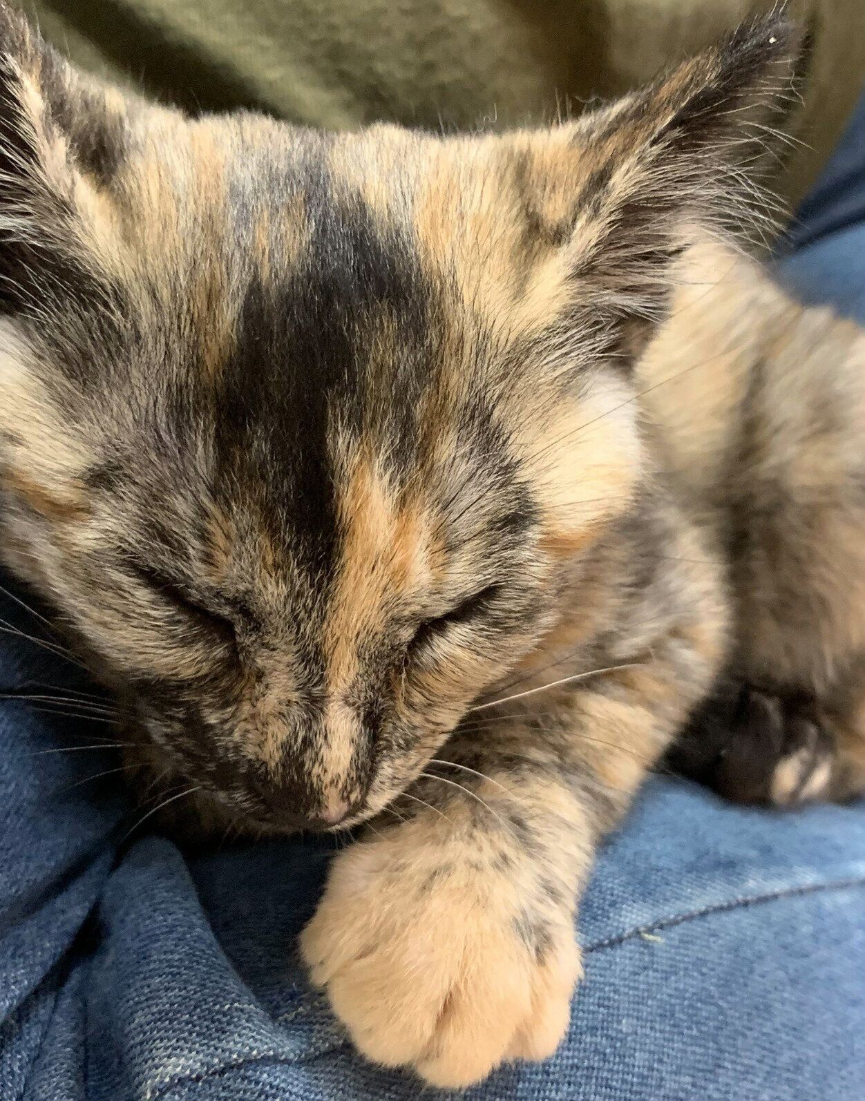 子猫時代の冨来ちゃん