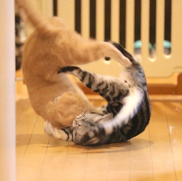 仲良しなアメリカンショートヘアとスコティッシュフォールド