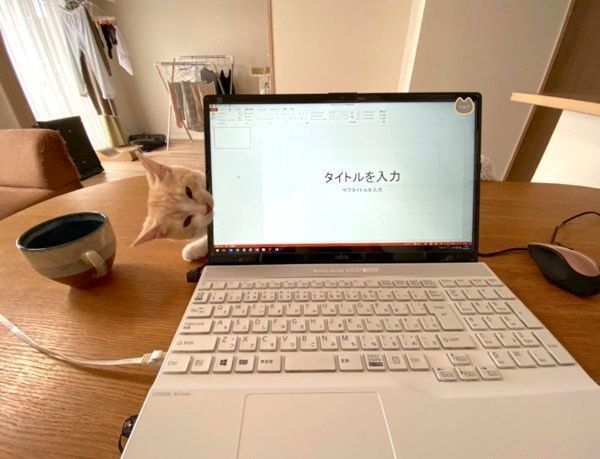 飼い主さんを見張るこむぎちゃん