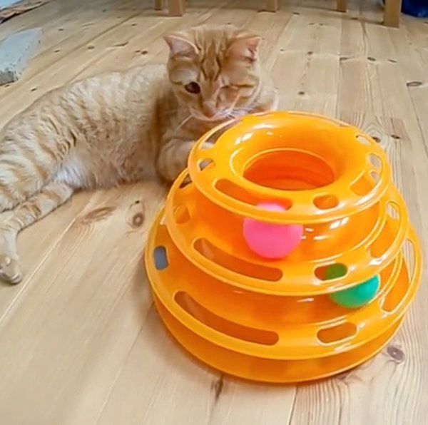 おもちゃにイライラする猫