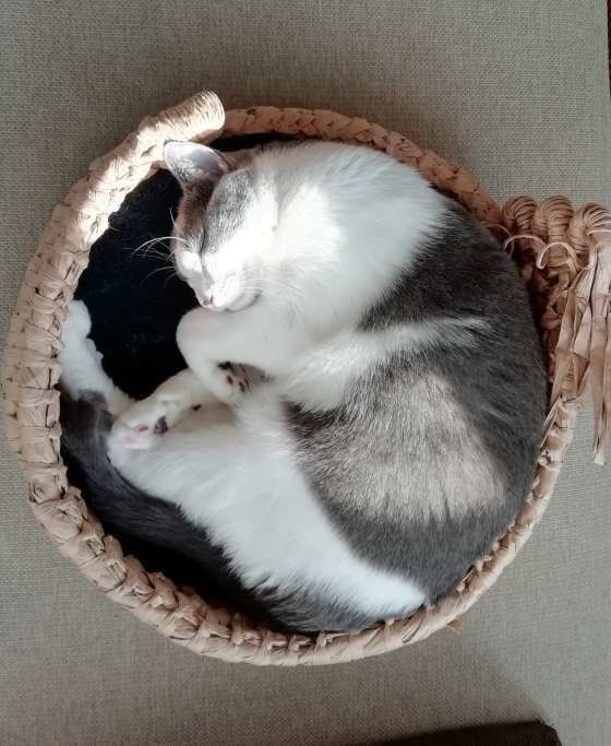 瑠依くん MIX　グレー