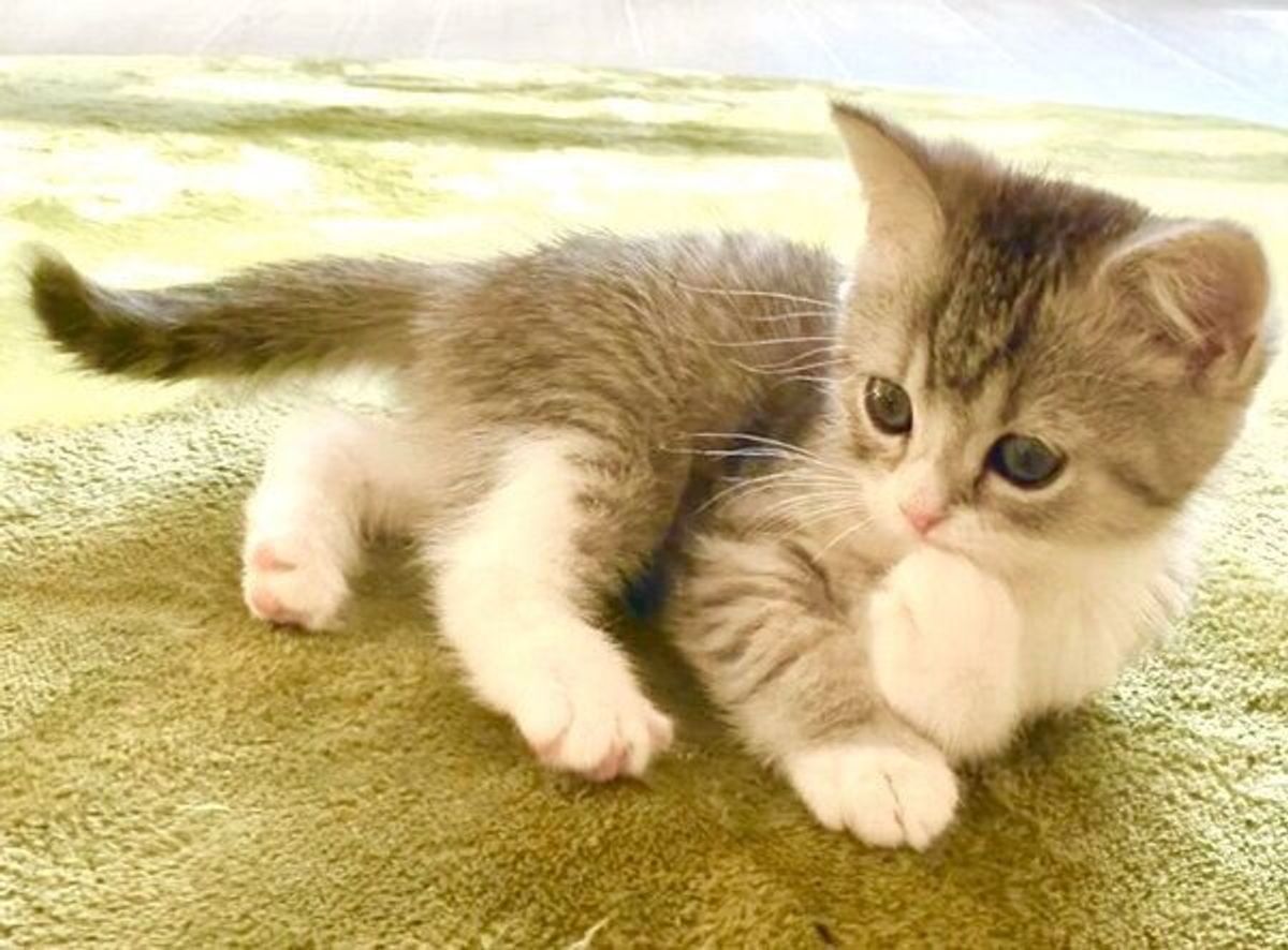 生後2カ月とは思えない 色気 を醸し出す子猫 可愛すぎてため息が出ると話題に ねこのきもちweb Magazine 生後2カ月とは思えない 色気 を醸し出す子猫 可愛すぎてため息が出ると話題に ねこのきもちweb Magazine