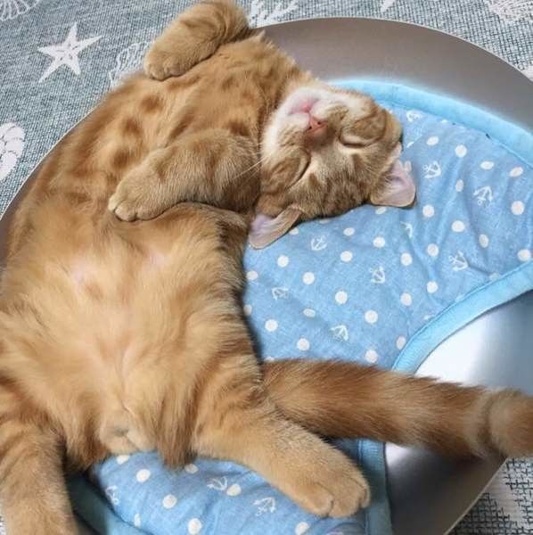 仰向けでだらんとしているマンチカン