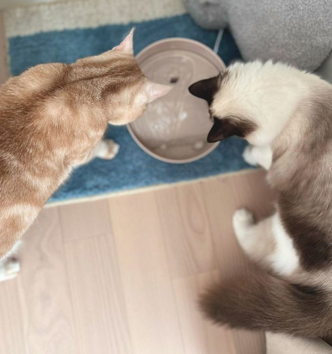 自動給水器を見つめるほたるちゃん、こてつくん