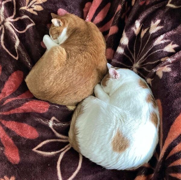 くっついて眠るタルトくん、いちごちゃん