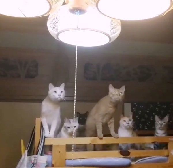 カメムシに興味津々な猫たち