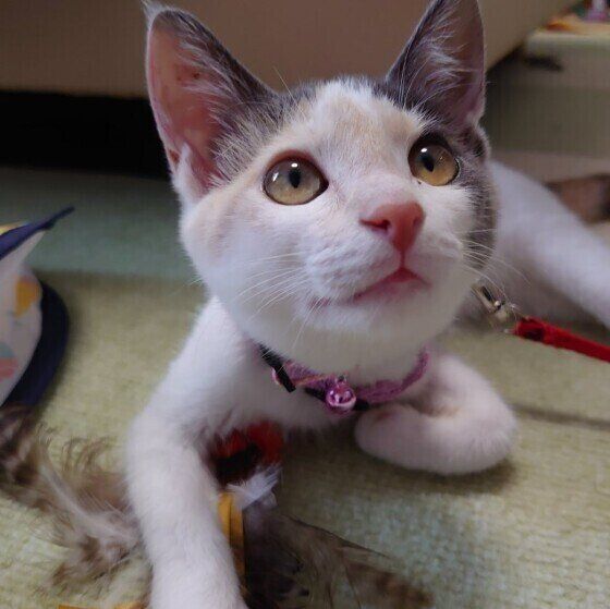 三毛猫のマリーちゃん