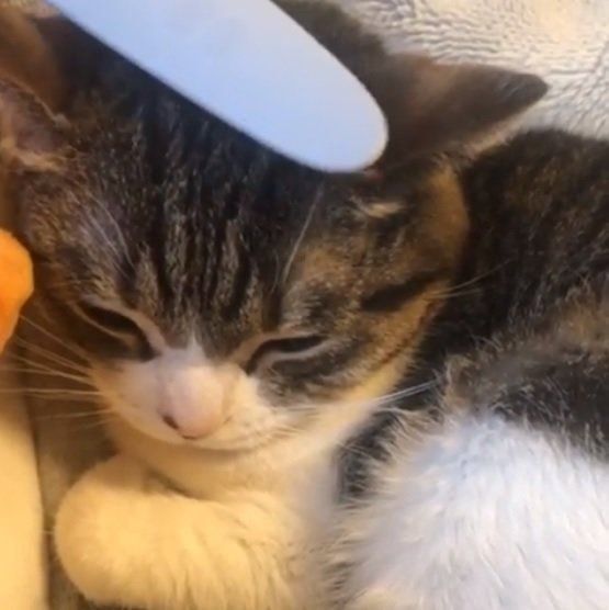 猫じゃすりにうっとりする猫