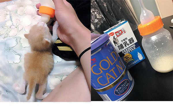 ミルクを飲む子猫