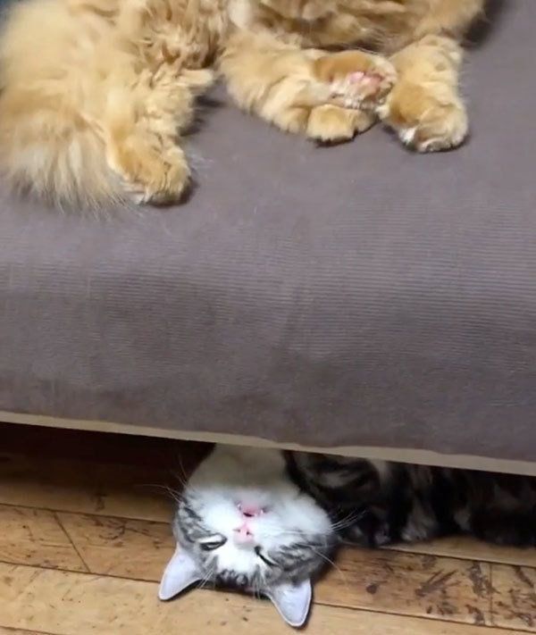 ソファの下で眠る猫