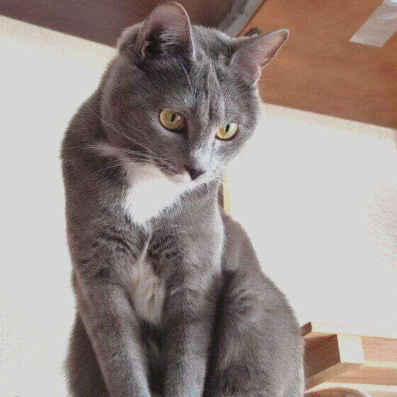 MIXグレーの蘭丸くん