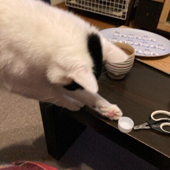 キャップをちょいちょいする黒白猫