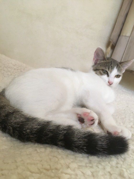 寝そべるキジトラ猫