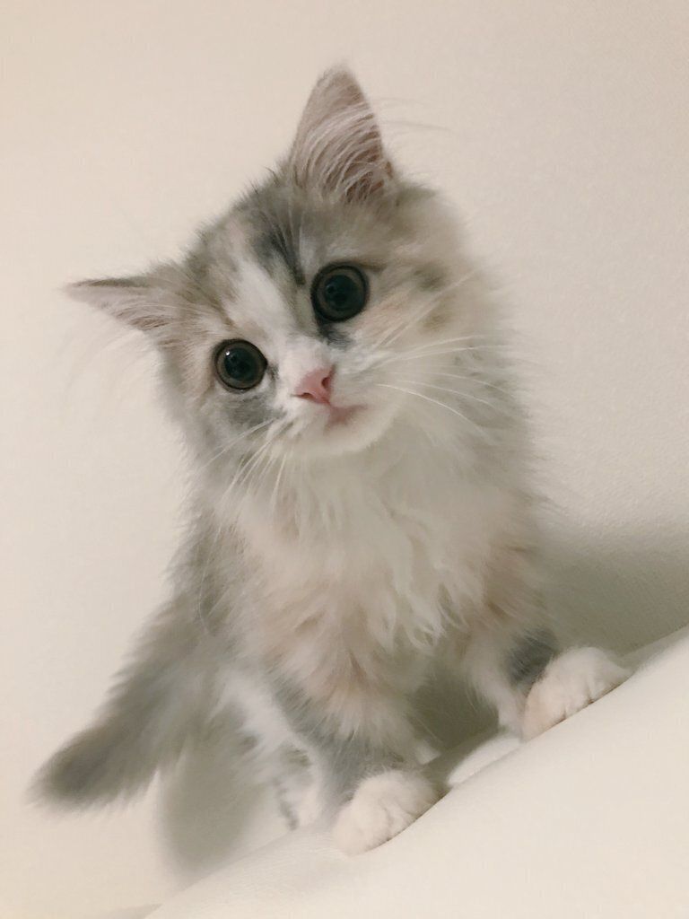 生後4カ月のころの子猫