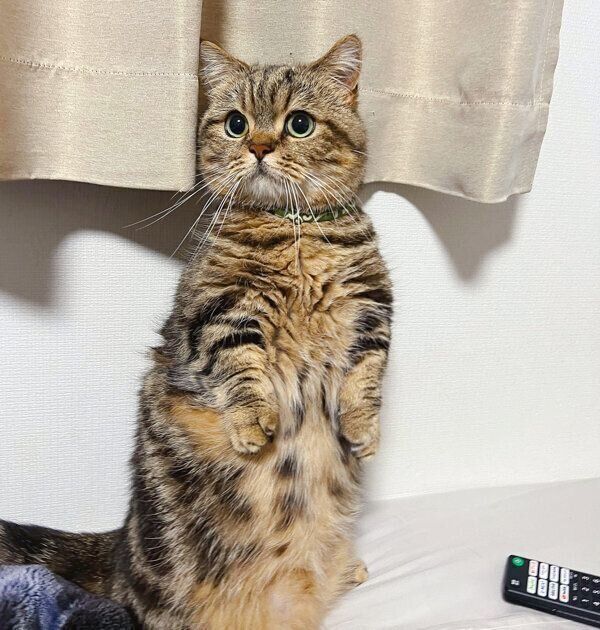 2本足で立つチョパえもんくん