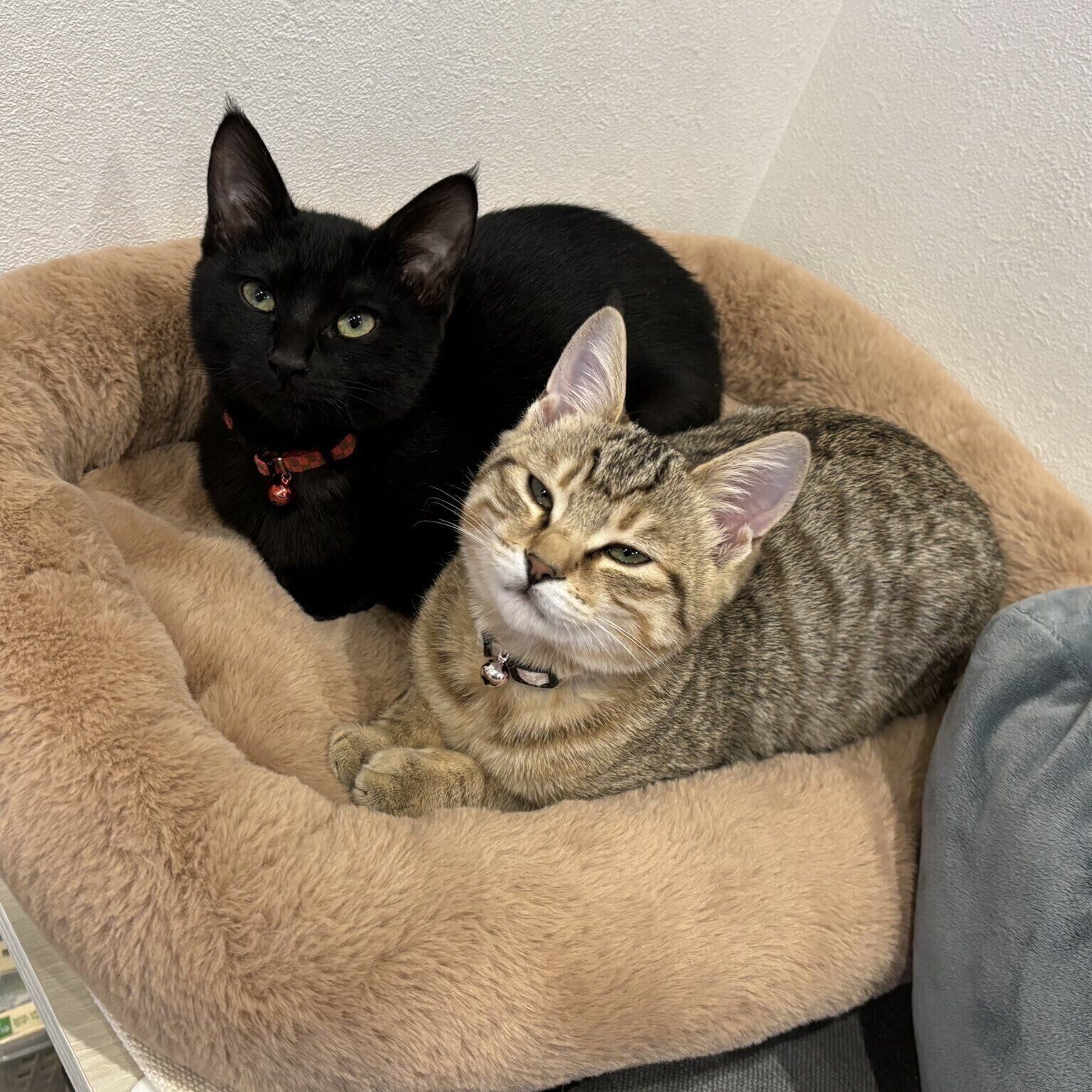 家族に迎えて1カ月が経ったころ。