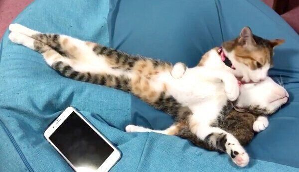 ペロペロ舐めるショーターちゃんと、伸びるアッシュちゃん