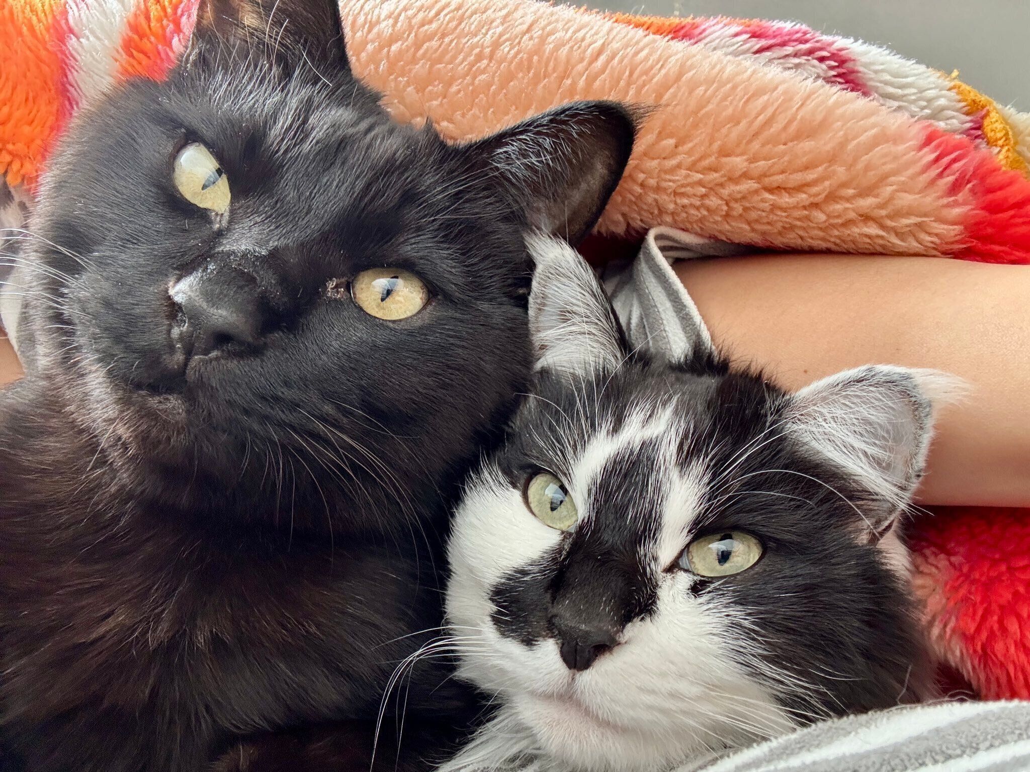 くっつくあわせちゃん、ひとえちゃん