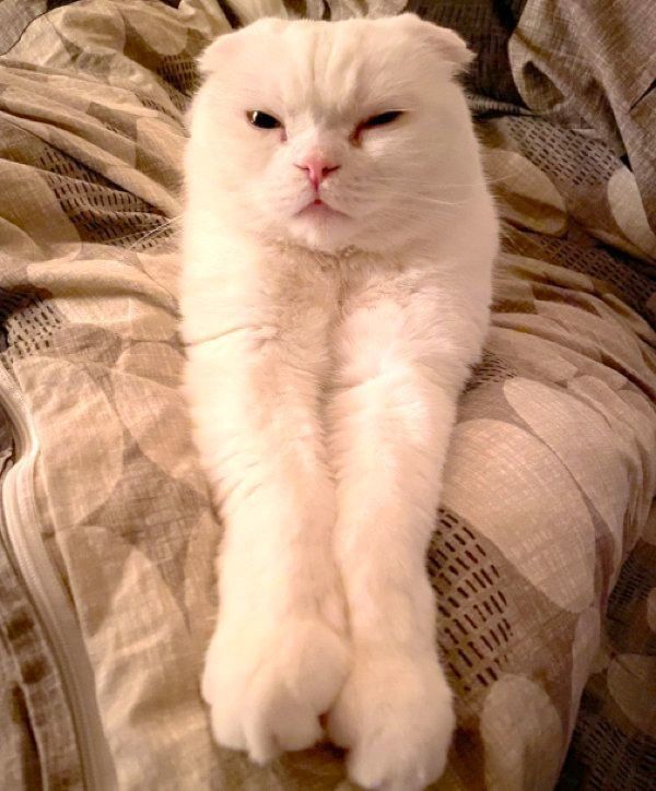 前足をそろえるむくちゃん