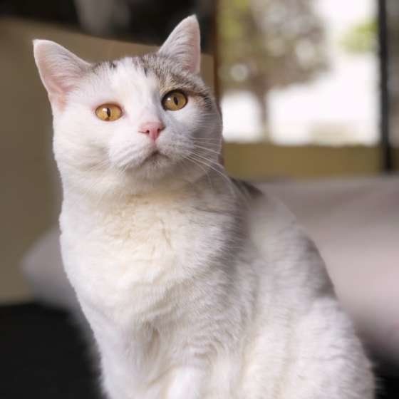 元気なおばあちゃん。MIXのソラちゃん